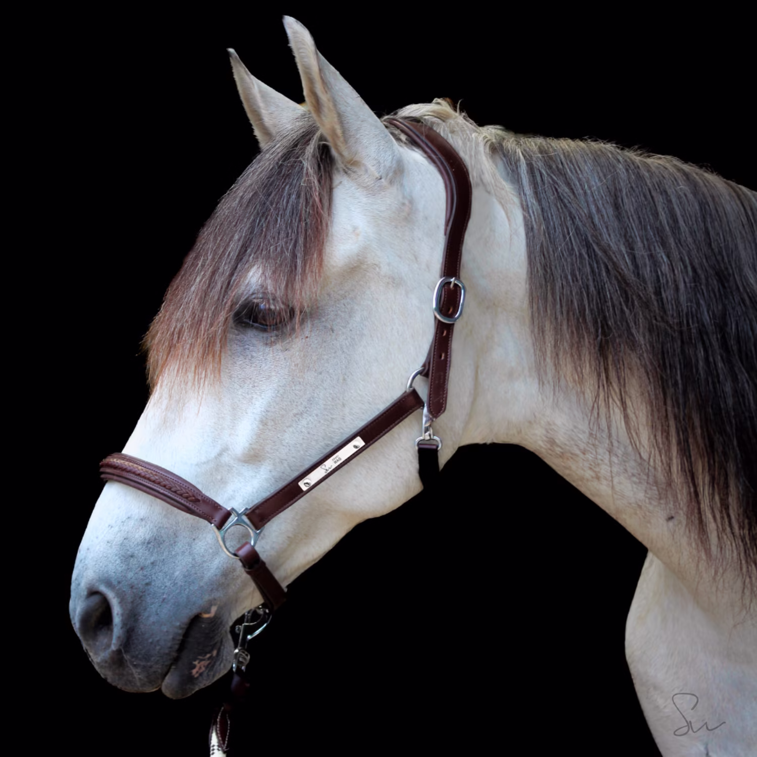 Licol personnalisable en cuir tressé St Moritz SMARTWAG – Image 2